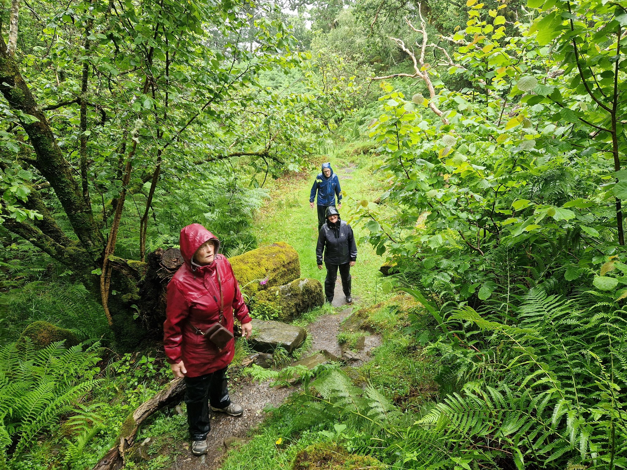 Vandretur i regnskov|inline